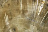 Triassic Petrified Wood (Woodworthia) Section - Arizona #371643-2